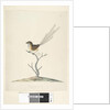 Page 35. Natural size Emu, Wren, male Stipiturus malachurus, 1791-92 by Unknown artist