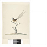 Page 35. Natural size Emu, Wren, male Stipiturus malachurus, 1791-92 by Unknown artist