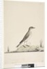 Page 38. Alundu? above title in different hand Natural size, July Pipit Anthus australis, 1791-92 by Unknown artist