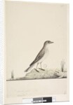 Page 38. Alundu? above title in different hand Natural size, July Pipit Anthus australis, 1791-92 by Unknown artist