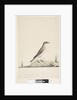 Page 38. Alundu? above title in different hand Natural size, July Pipit Anthus australis, 1791-92 by Unknown artist