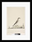 Page 38. Alundu? above title in different hand Natural size, July Pipit Anthus australis, 1791-92 by Unknown artist