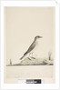 Page 38. Alundu? above title in different hand Natural size, July Pipit Anthus australis, 1791-92 by Unknown artist