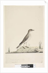 Page 38. Alundu? above title in different hand Natural size, July Pipit Anthus australis, 1791-92 by Unknown artist