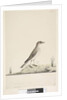 Page 38. Alundu? above title in different hand Natural size, July Pipit Anthus australis, 1791-92 by Unknown artist