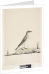 Page 38. Alundu? above title in different hand Natural size, July Pipit Anthus australis, 1791-92 by Unknown artist