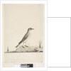 Page 38. Alundu? above title in different hand Natural size, July Pipit Anthus australis, 1791-92 by Unknown artist