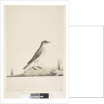 Page 38. Alundu? above title in different hand Natural size, July Pipit Anthus australis, 1791-92 by Unknown artist
