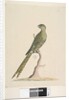 Page 50. This is a ground parrot & never goes to a tree or very seldom. at lower centre in different hand by Unknown artist