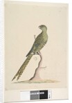 Page 50. This is a ground parrot & never goes to a tree or very seldom. at lower centre in different hand by Unknown artist