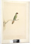 Page 51. Natural size Little Lorikeet by Unknown artist