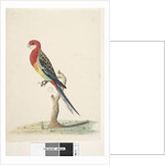 Page 53. Corella by Unknown artist