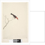 Page 54. Drepanis. below title in different hand September. by Unknown artist