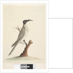 Page 55. Wer,gan or the Friar by Unknown artist