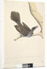 Page 58. Octr. Natural size, the feathers of the neck head breast & back are all pointed by Unknown artist