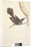 Page 58. Octr. Natural size, the feathers of the neck head breast & back are all pointed by Unknown artist