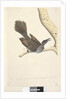 Page 58. Octr. Natural size, the feathers of the neck head breast & back are all pointed by Unknown artist