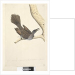 Page 58. Octr. Natural size, the feathers of the neck head breast & back are all pointed by Unknown artist