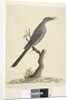 Page 59. Natural size, the feathers of the head neck & breast are pointed Brush Wattle, Bird Anthochaera chrysoptera, 1791-92 by Unknown artist