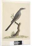 Page 59. Natural size, the feathers of the head neck & breast are pointed Brush Wattle, Bird Anthochaera chrysoptera, 1791-92 by Unknown artist