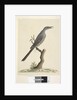 Page 59. Natural size, the feathers of the head neck & breast are pointed Brush Wattle, Bird Anthochaera chrysoptera, 1791-92 by Unknown artist