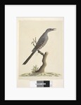 Page 59. Natural size, the feathers of the head neck & breast are pointed Brush Wattle, Bird Anthochaera chrysoptera, 1791-92 by Unknown artist
