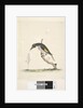 Page 61. January. Natural size Yellow Winged Honeyeater Meliornis novae, hollandiae, 1791-92 by Unknown artist
