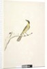 Page 69. Natural size. Iris doubtfull Yellow, Tufted Honeyeater Lichenostomus melanops, 1791-92 by Unknown artist