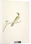 Page 69. Natural size. Iris doubtfull Yellow, Tufted Honeyeater Lichenostomus melanops, 1791-92 by Unknown artist