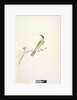 Page 69. Natural size. Iris doubtfull Yellow, Tufted Honeyeater Lichenostomus melanops, 1791-92 by Unknown artist