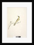 Page 69. Natural size. Iris doubtfull Yellow, Tufted Honeyeater Lichenostomus melanops, 1791-92 by Unknown artist