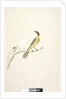Page 69. Natural size. Iris doubtfull Yellow, Tufted Honeyeater Lichenostomus melanops, 1791-92 by Unknown artist