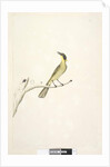 Page 69. Natural size. Iris doubtfull Yellow, Tufted Honeyeater Lichenostomus melanops, 1791-92 by Unknown artist
