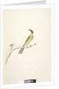 Page 69. Natural size. Iris doubtfull Yellow, Tufted Honeyeater Lichenostomus melanops, 1791-92 by Unknown artist