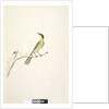 Page 69. Natural size. Iris doubtfull Yellow, Tufted Honeyeater Lichenostomus melanops, 1791-92 by Unknown artist