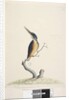Page 74. Ter,re,a,mar or King Fisher by Unknown artist
