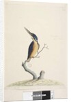Page 74. Ter,re,a,mar or King Fisher by Unknown artist
