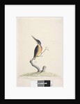 Page 74. Ter,re,a,mar or King Fisher by Unknown artist