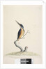 Page 74. Ter,re,a,mar or King Fisher by Unknown artist