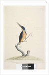 Page 74. Ter,re,a,mar or King Fisher by Unknown artist