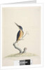 Page 74. Ter,re,a,mar or King Fisher by Unknown artist