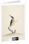 Page 74. Ter,re,a,mar or King Fisher by Unknown artist