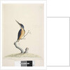 Page 74. Ter,re,a,mar or King Fisher by Unknown artist