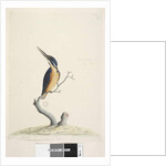 Page 74. Ter,re,a,mar or King Fisher by Unknown artist