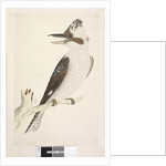 Page 75. Dacelo by Unknown artist