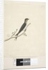 Page 76. Hirundo by Unknown artist