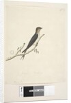 Page 76. Hirundo by Unknown artist