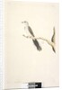 Page 80. Columba by Unknown artist