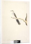 Page 80. Columba by Unknown artist