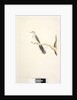 Page 80. Columba by Unknown artist